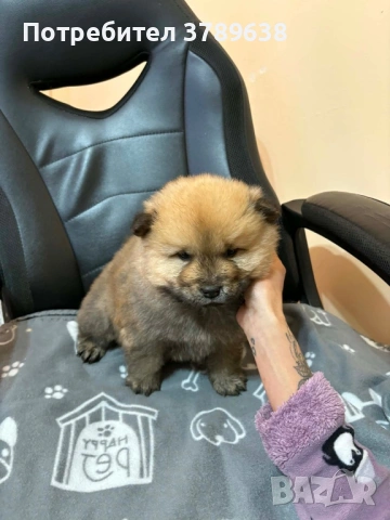 Чау - Чау  💙🐾 , снимка 4 - Чау Чау - 50101890