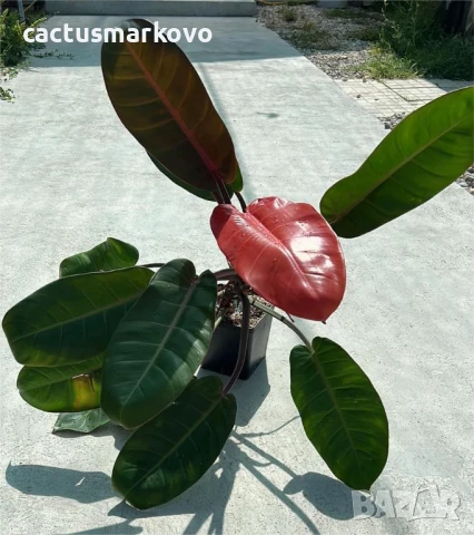 Philodendron 'Prince of Orange'