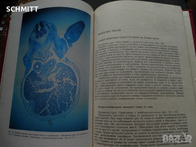 РЪКОВОДСТВО ПО ХИСТОЛОГИЯ НА ЧОВЕКА, снимка 4 - Художествена литература - 52059563