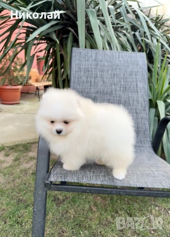 Померан момче със втора ваксина