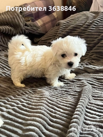 Мини малтийски болонки, снимка 2 - Болонка - 51562885