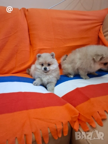Померан померанчета Гр. София, снимка 13 - Померан - 52597069