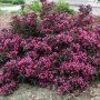 Вайгела (3 налични цвята), снимка 1 - Градински цветя и растения - 35802390