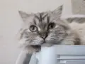 Мъжки котарак за Разплод, снимка 1