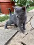 Продавам британче, снимка 1