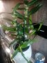 Прецъфтели орхидей, снимка 1 - Градински цветя и растения - 27737125