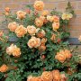 Роза 54, снимка 1 - Градински цветя и растения - 41828015