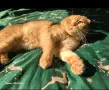 Клепоухи шотландски котета , снимка 6