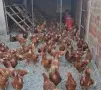 Ярки ломан браун, снимка 2