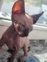 Канадски сфинкс, котенца, снимка 13
