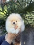 Уникално сладки Померани с Родословие, снимка 4