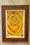 Картина с жълта роза в стилна рамка, снимка 1 - Картини - 41608414