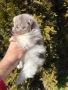 Померан мъжки и женски, снимка 5