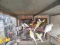 различни видове птици , снимка 4