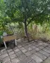 Продавам лозе в гр. Добрич, снимка 1
