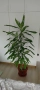 Палма Драцена - 170 см , снимка 7
