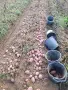 Картофи семе Сорая, клас А и клас Б, снимка 10