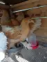 пилета лимонена брама, снимка 2