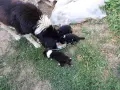 мъжко каракачанско куче, снимка 7