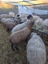 Овце от месодайни породи, снимка 2