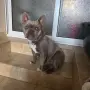 Френски булдог ., снимка 3