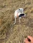 Английски пойнтер, снимка 1