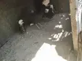 Къчолати Пиленца, снимка 4