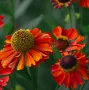 Helenium Red Shades (Хелениум), снимка 1