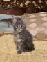 Мейн куун котета, снимка 2