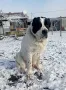 Продавам САО- Алабай, снимка 11