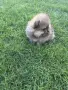 2 мъжки померана, снимка 4
