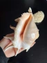 Сувенири морска ръковина, снимка 4