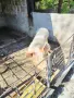 Прасе.       .. , снимка 2