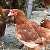 Ярки Ломан Браун , снимка 6 - Кокошки и пуйки - 41759230