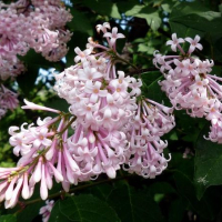 Унгарски люляк, Syringa josikaea, снимка 2 - Градински цветя и растения - 44535529