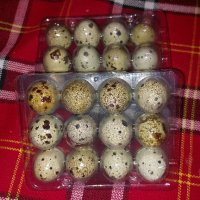 Продавам яйца от пъдпъдъци , снимка 1 - други­ - 42116758