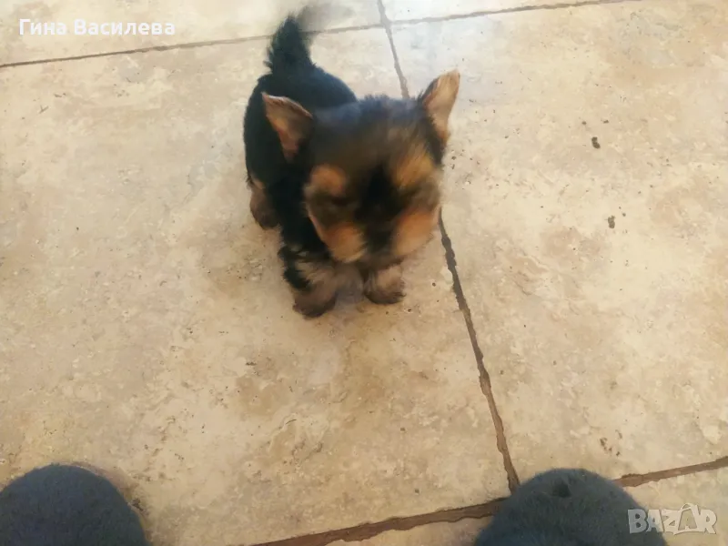 йоркширски териер, снимка 1