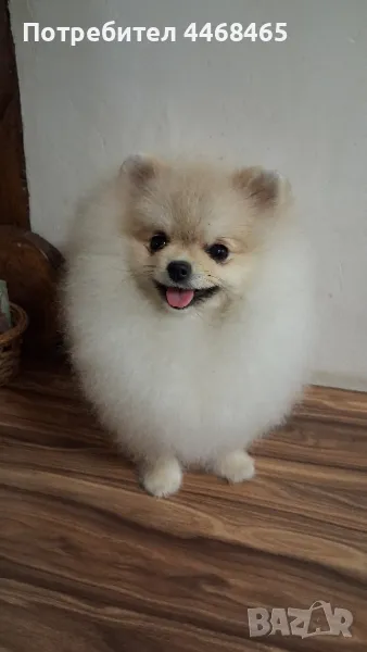 немски шпиц-померан (Kennel little pom paws), снимка 1