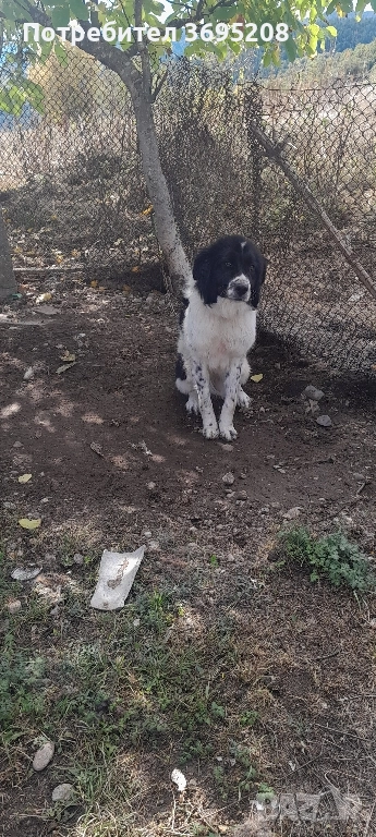 Продавам Каракачанско куче (женско) , снимка 1