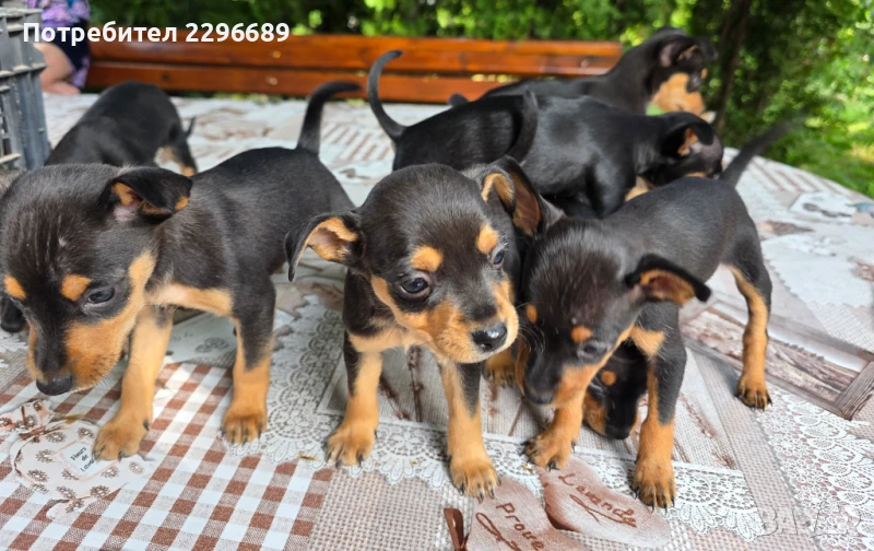 Пинчери, снимка 1