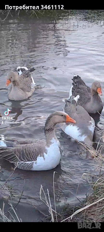 продавам голям гъсок за клане и тамазлък , снимка 1