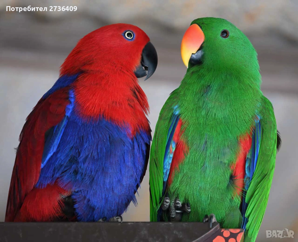 Папагали Еклектус , снимка 1