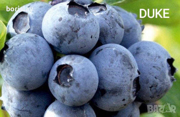 Американски Боровинки(разсад) сортове BlueCrop, Duke, Chandler и Червена Боровинка, снимка 1