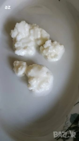 тибетска гъба, снимка 1