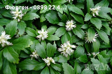 Pachysandra terminalis - Пахисандра, снимка 1