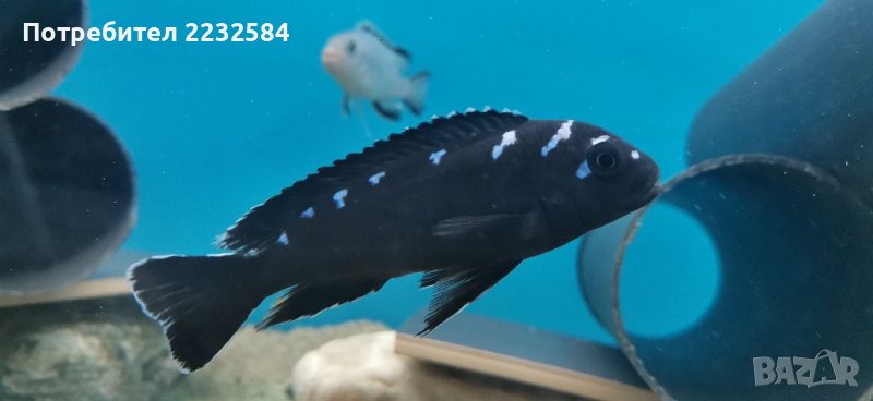 Рибки Африкански цихлиди , снимка 1