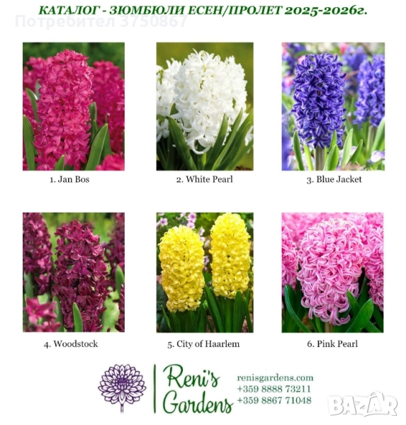 🍀💞Зюмбюл/ Луковици ❤️ Пролетта започва още днес… 🌸, снимка 1