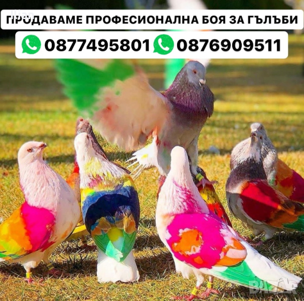 Професионална Боя за Гълъби, снимка 1