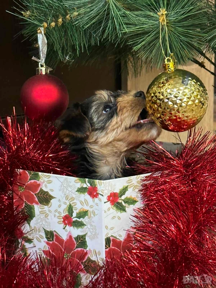 Мини йоркширски териер , снимка 1