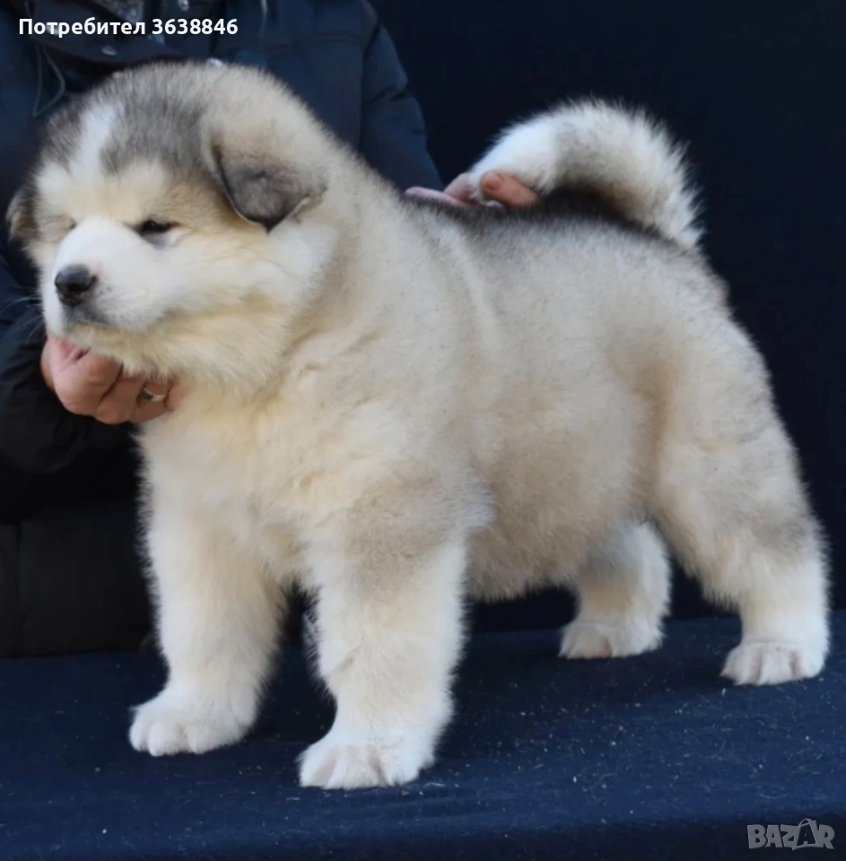 Аляски маламут, снимка 1